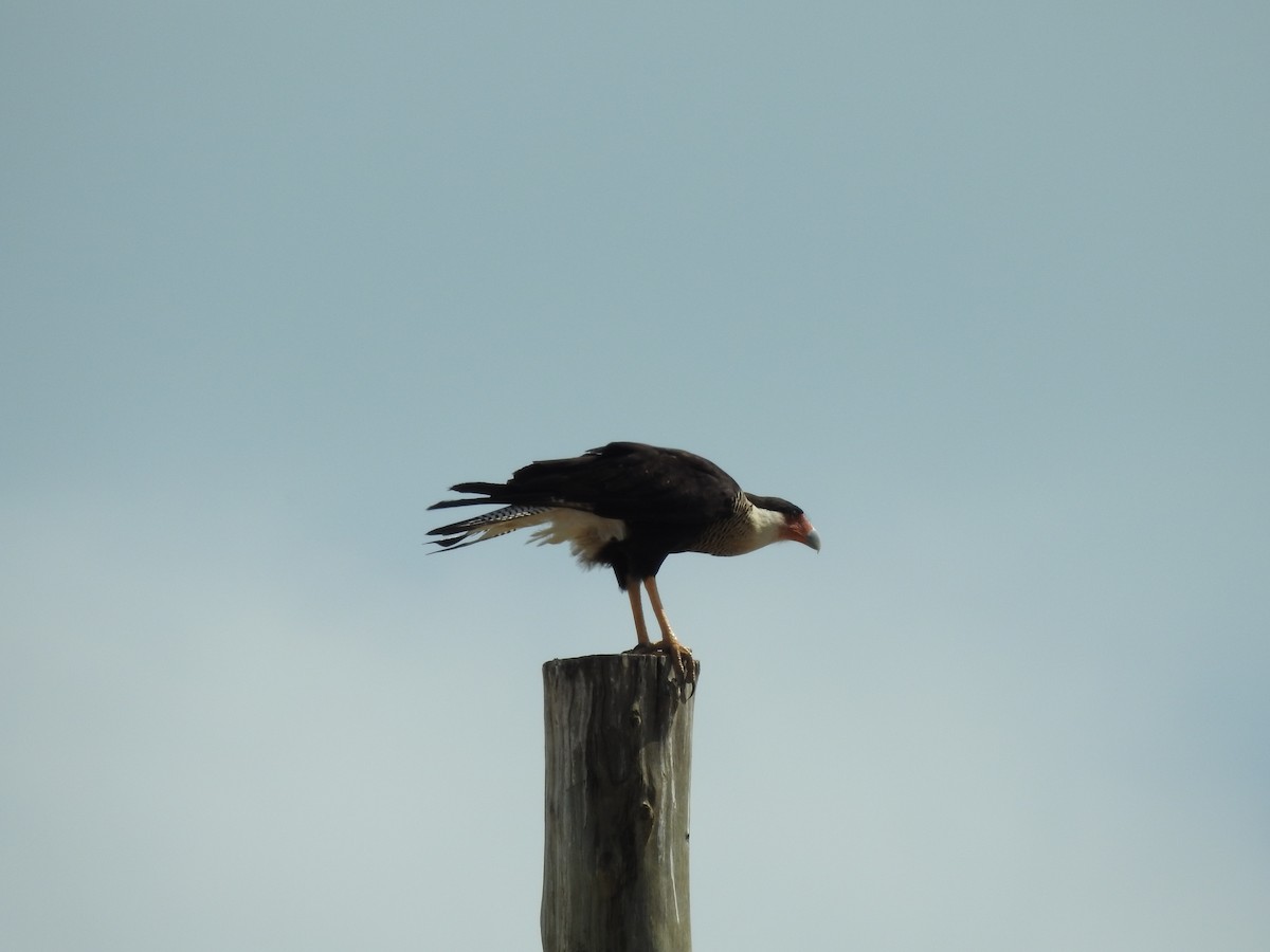 Caracara huppé - ML580257381