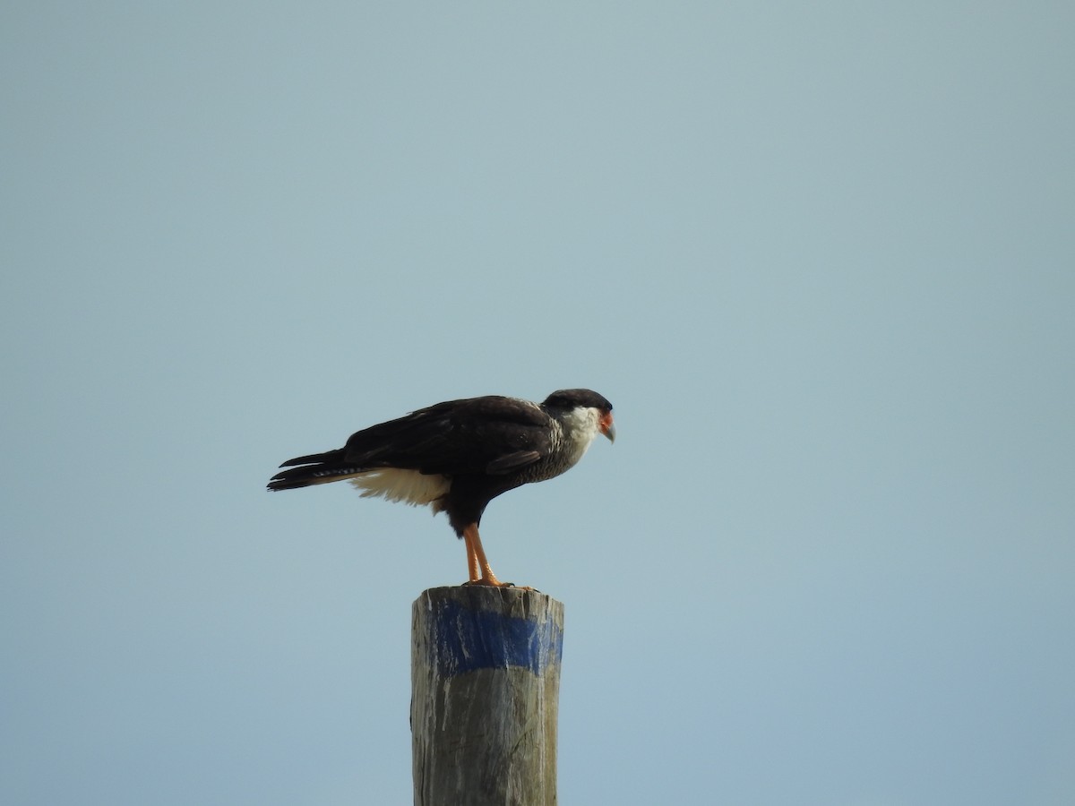 Crested Caracara - ML580257391