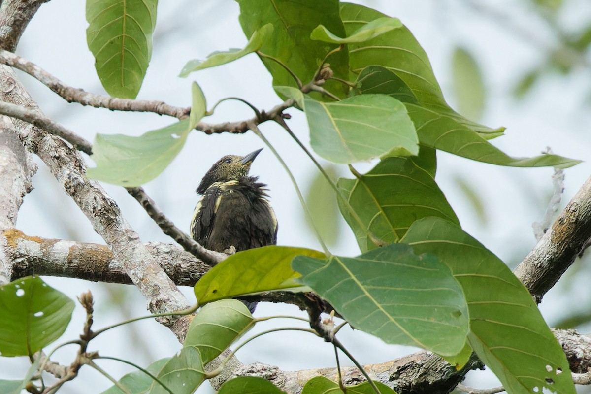 Black-and-buff Woodpecker - ML580257751