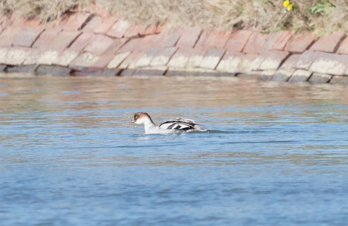 Smew - ML580258251