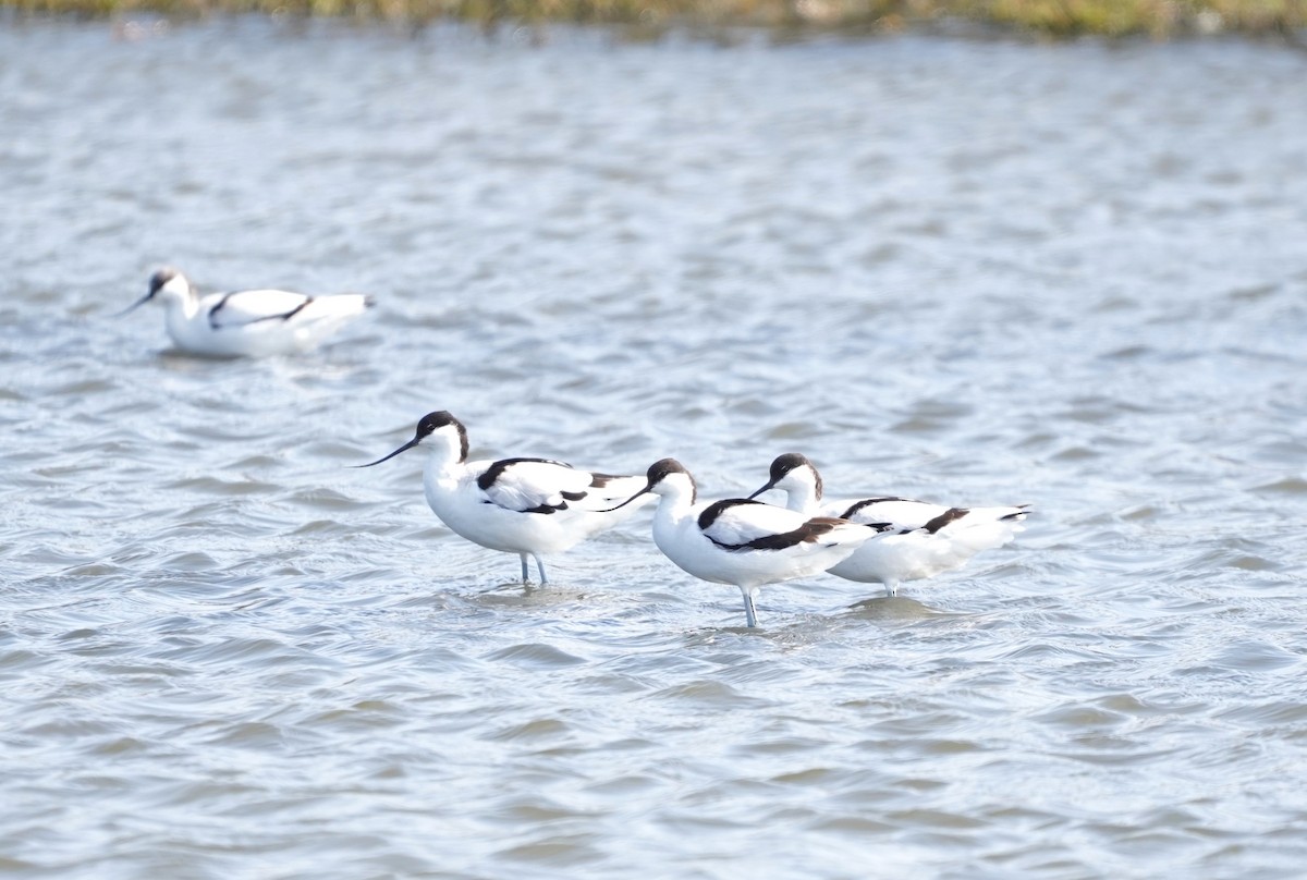 Pied Avocet - ML580258331