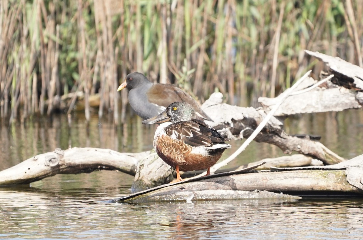 Northern Shoveler - ML580258431