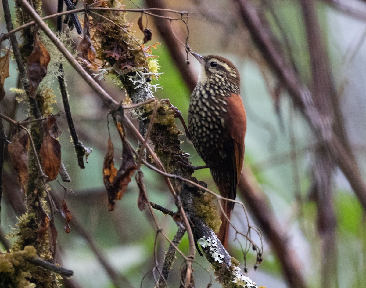 Pearled Treerunner - ML580258901