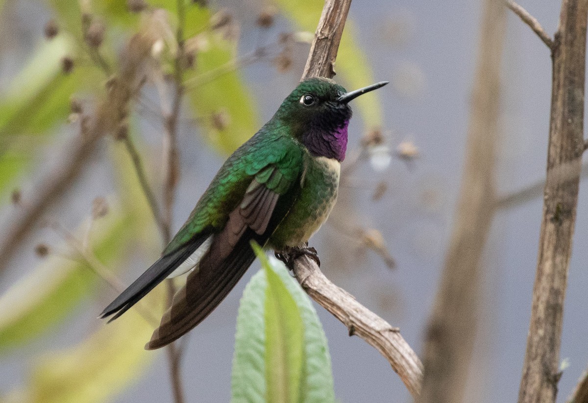 Amethyst-throated Sunangel - Michael Buckham