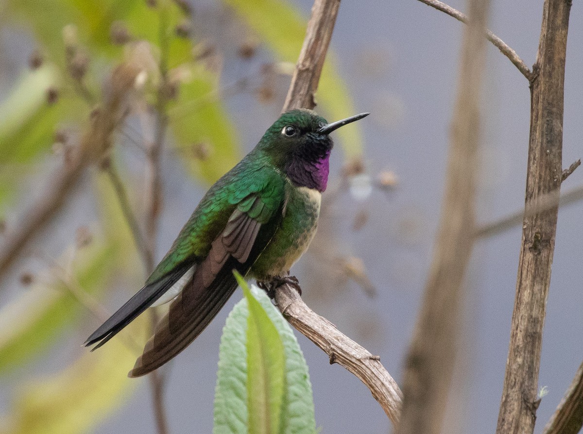 Amethyst-throated Sunangel - Michael Buckham