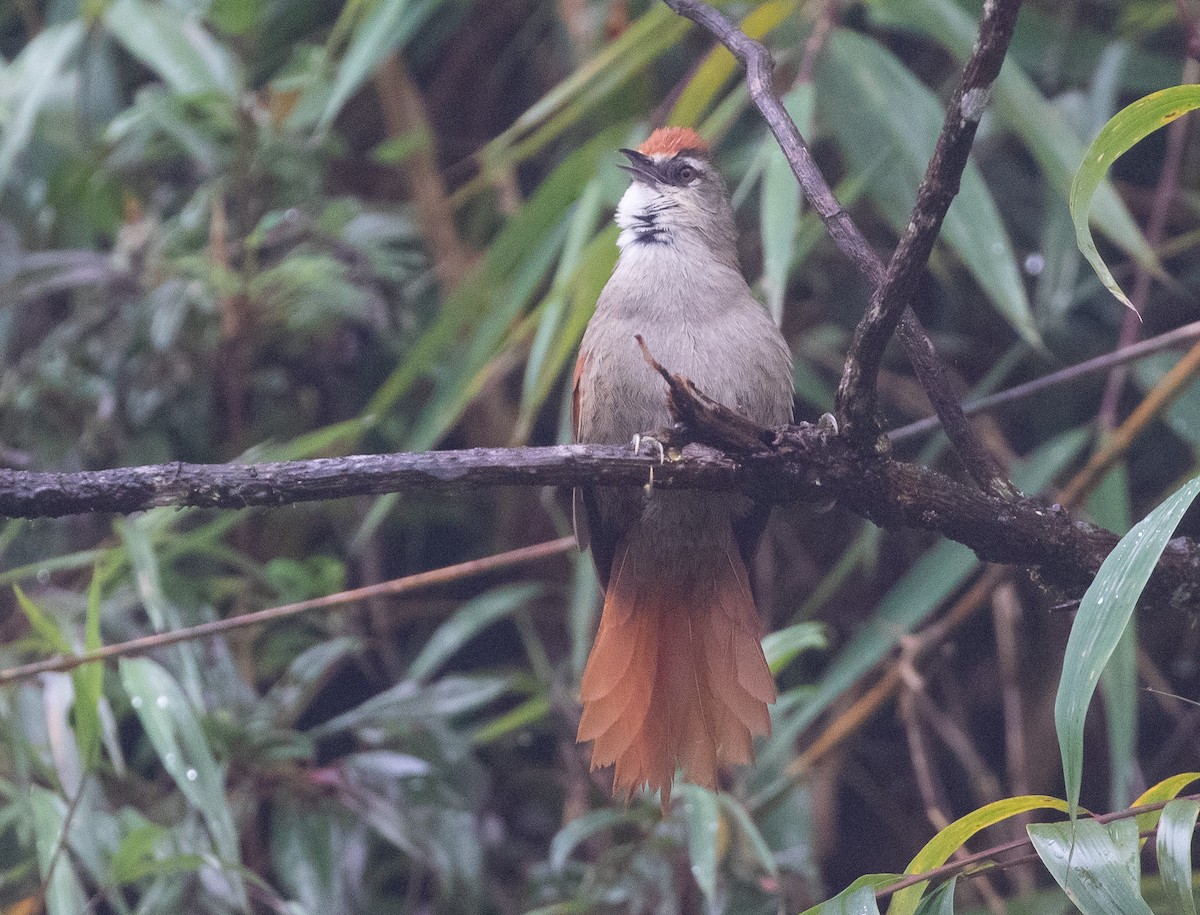 Marcapata Spinetail - Michael Buckham