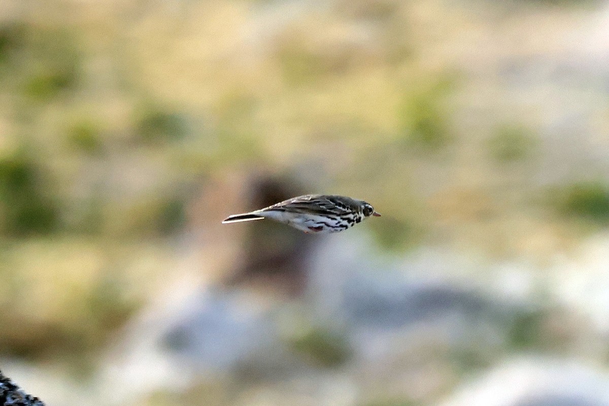 Olive-backed Pipit - ML580259611