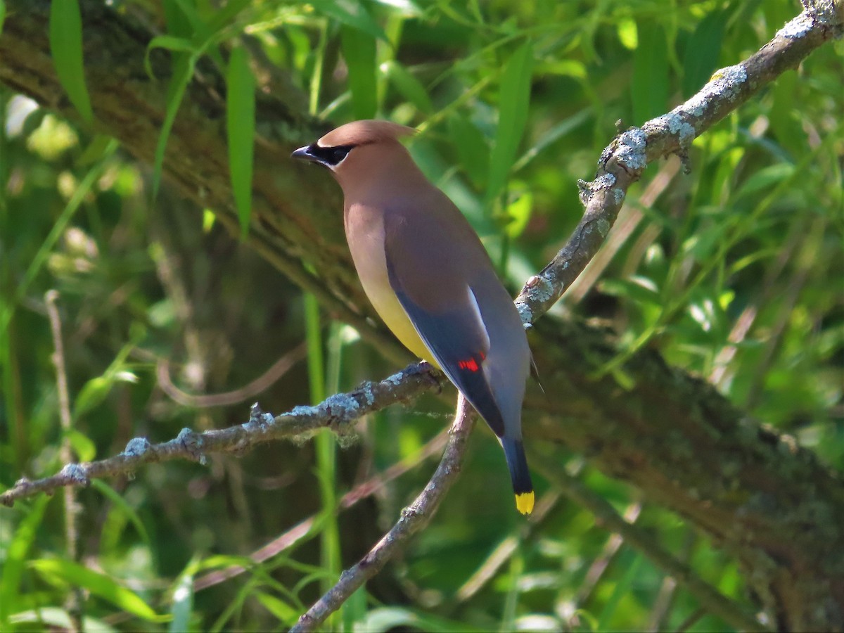 Cedar Waxwing - Patricia and Richard Williams