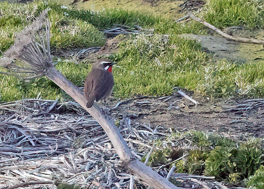 Siberian Rubythroat - Tammy McQuade