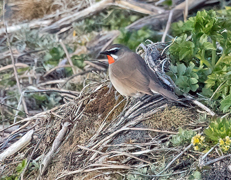 Siberian Rubythroat - Tammy McQuade