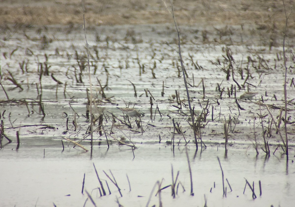 White-rumped Sandpiper - Stuart Malcolm