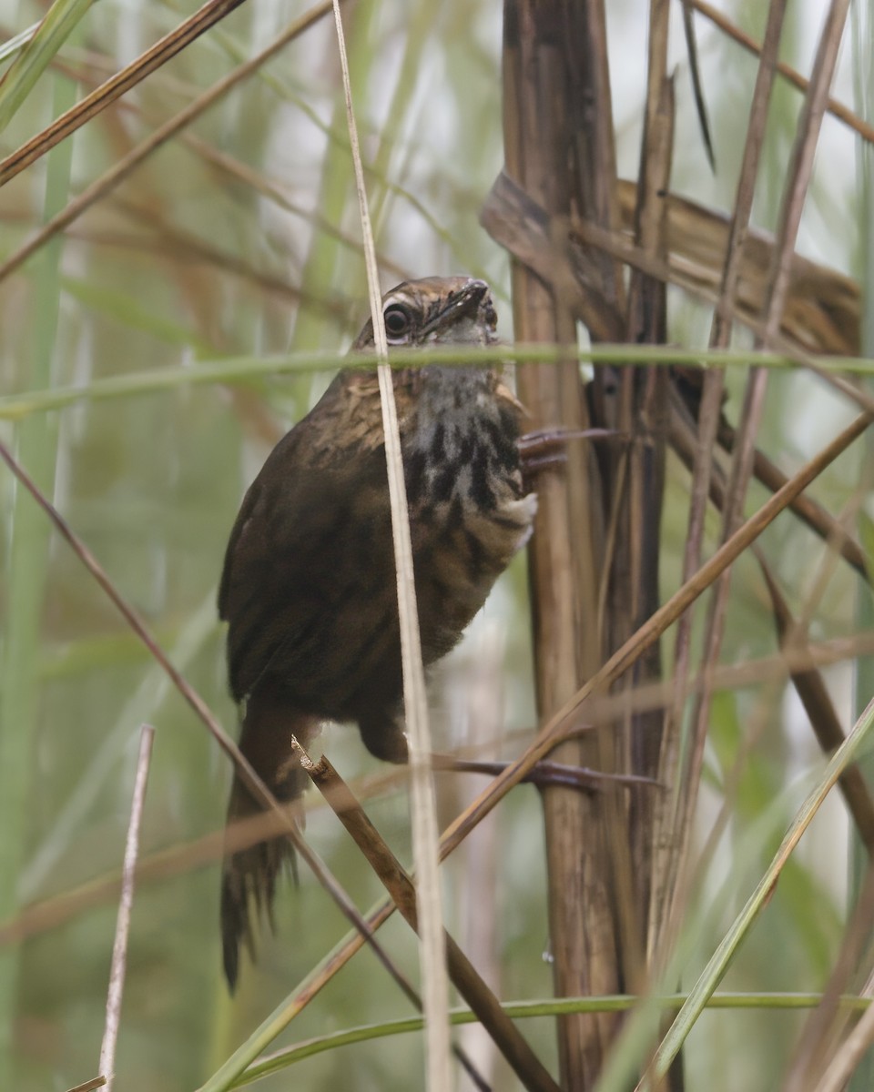 Marsh Babbler - John Gregory