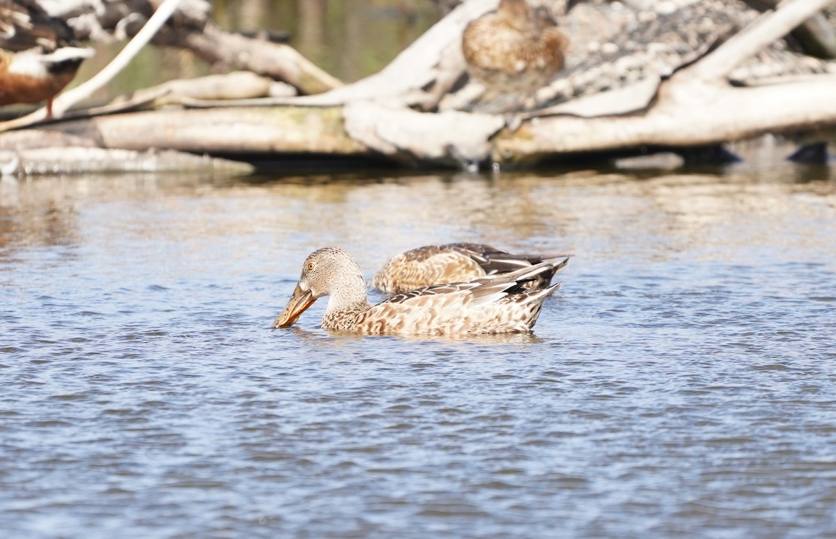Northern Shoveler - ML580261061