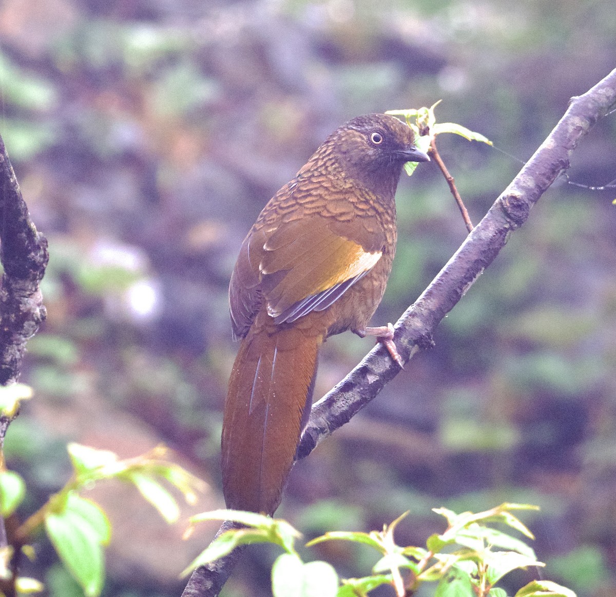 Scaly Laughingthrush - ML580261361