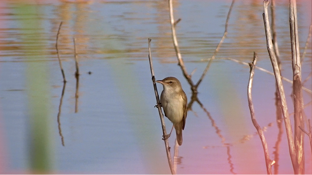 passerine sp. - ML580262101