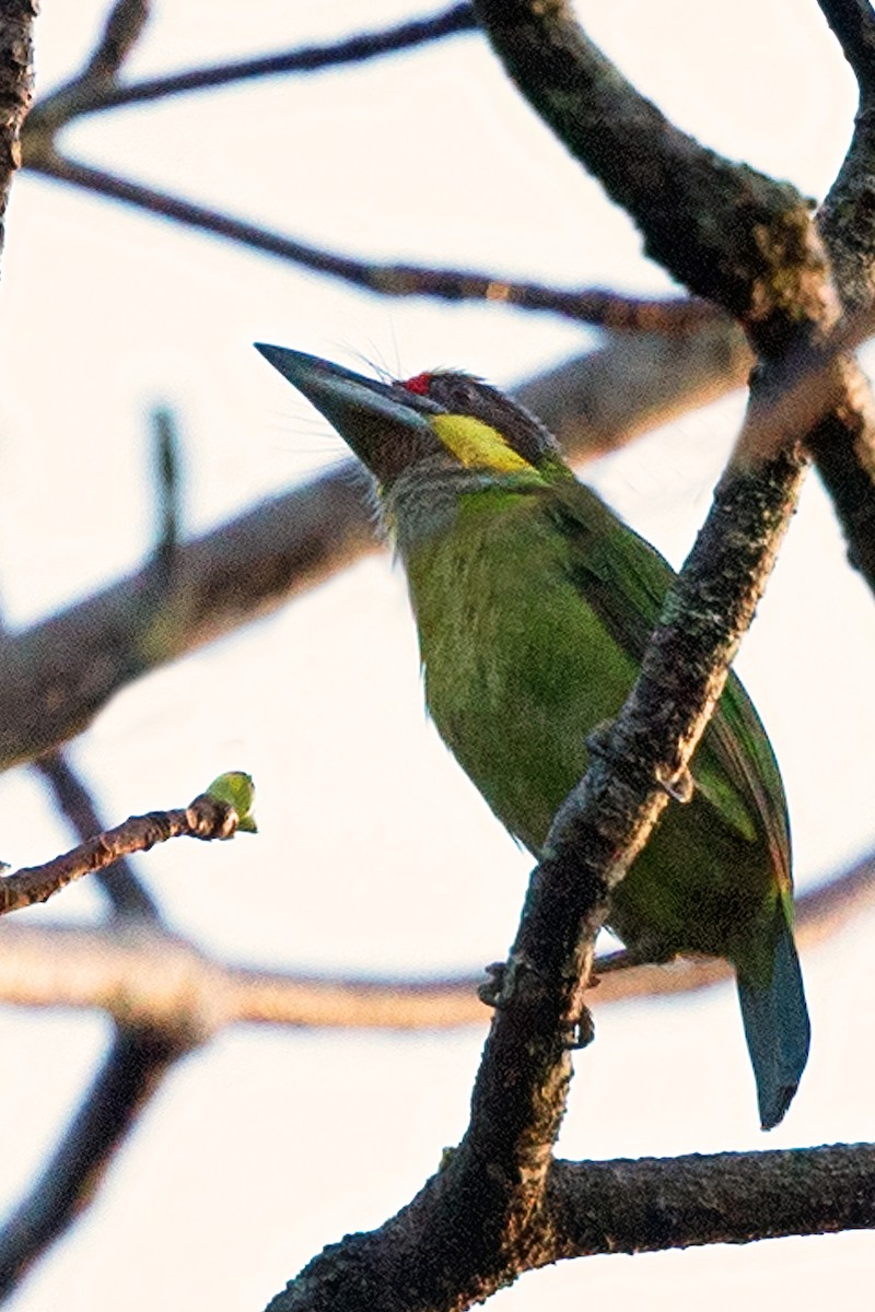 Gold-whiskered Barbet (Gold-faced) - ML580263231