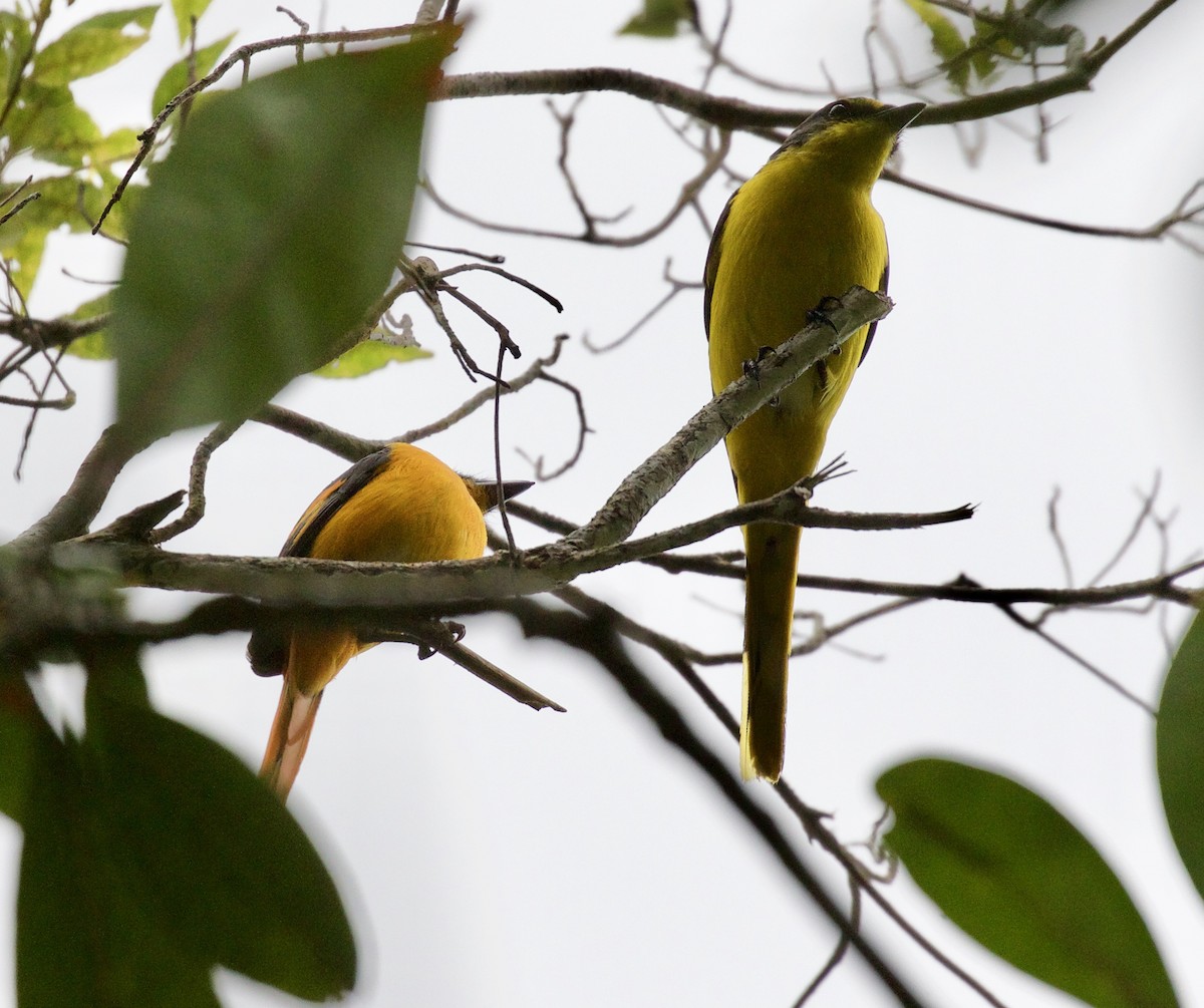 Scarlet Minivet (Philippine Red) - ML580263381