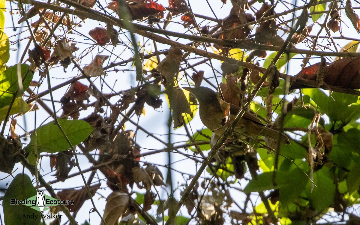 Waigeo Shrikethrush - Andy Walker - Birding Ecotours