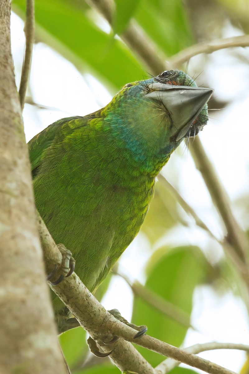 Red-throated Barbet - David Irving