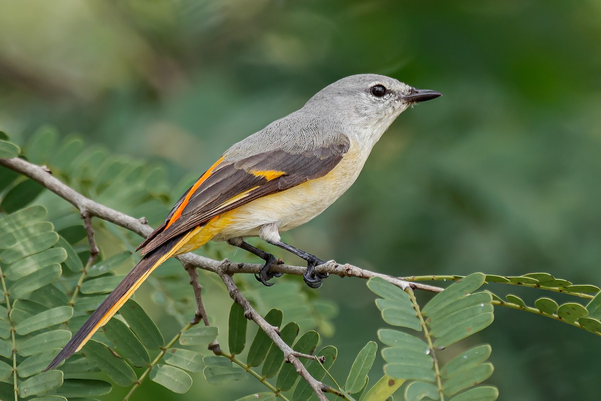 Small Minivet - ML580264241