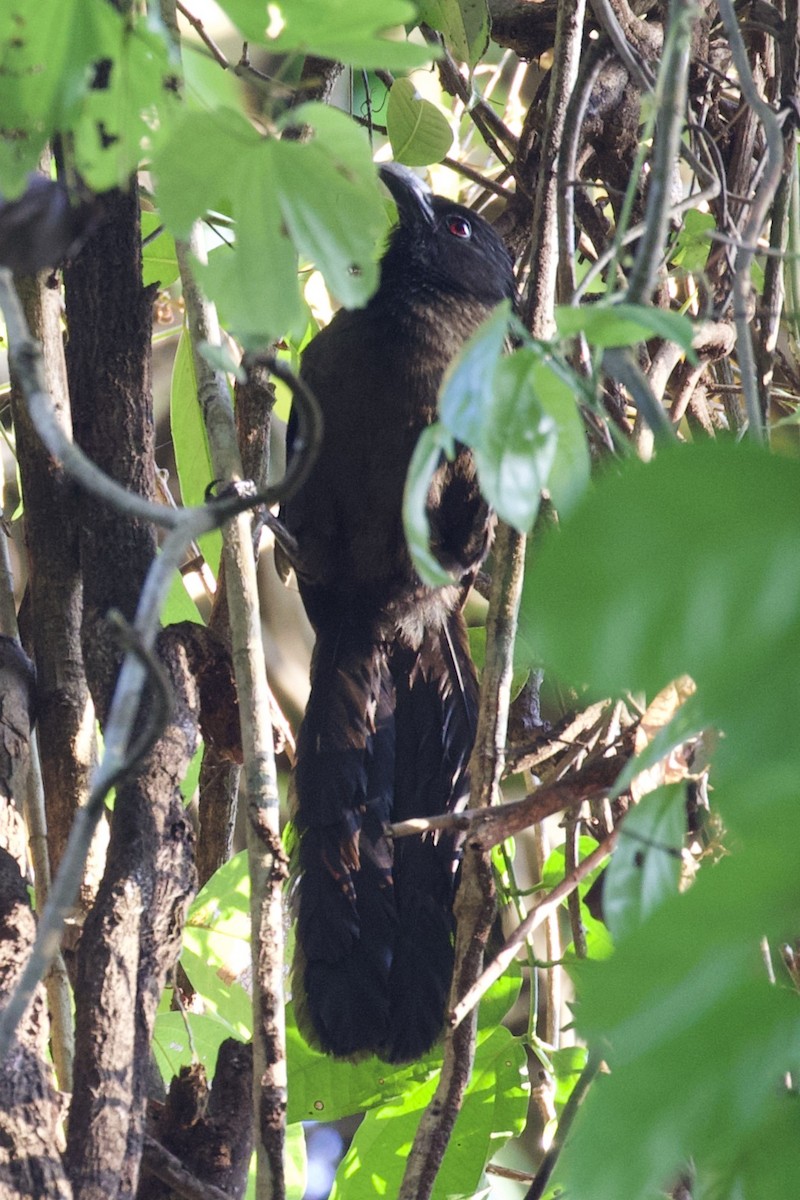 Black-hooded Coucal - ML580264281