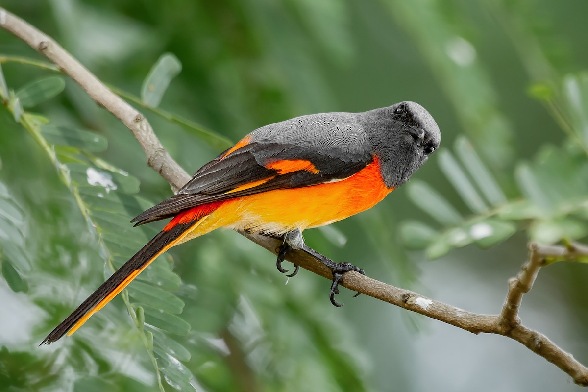 Small Minivet - ML580264341