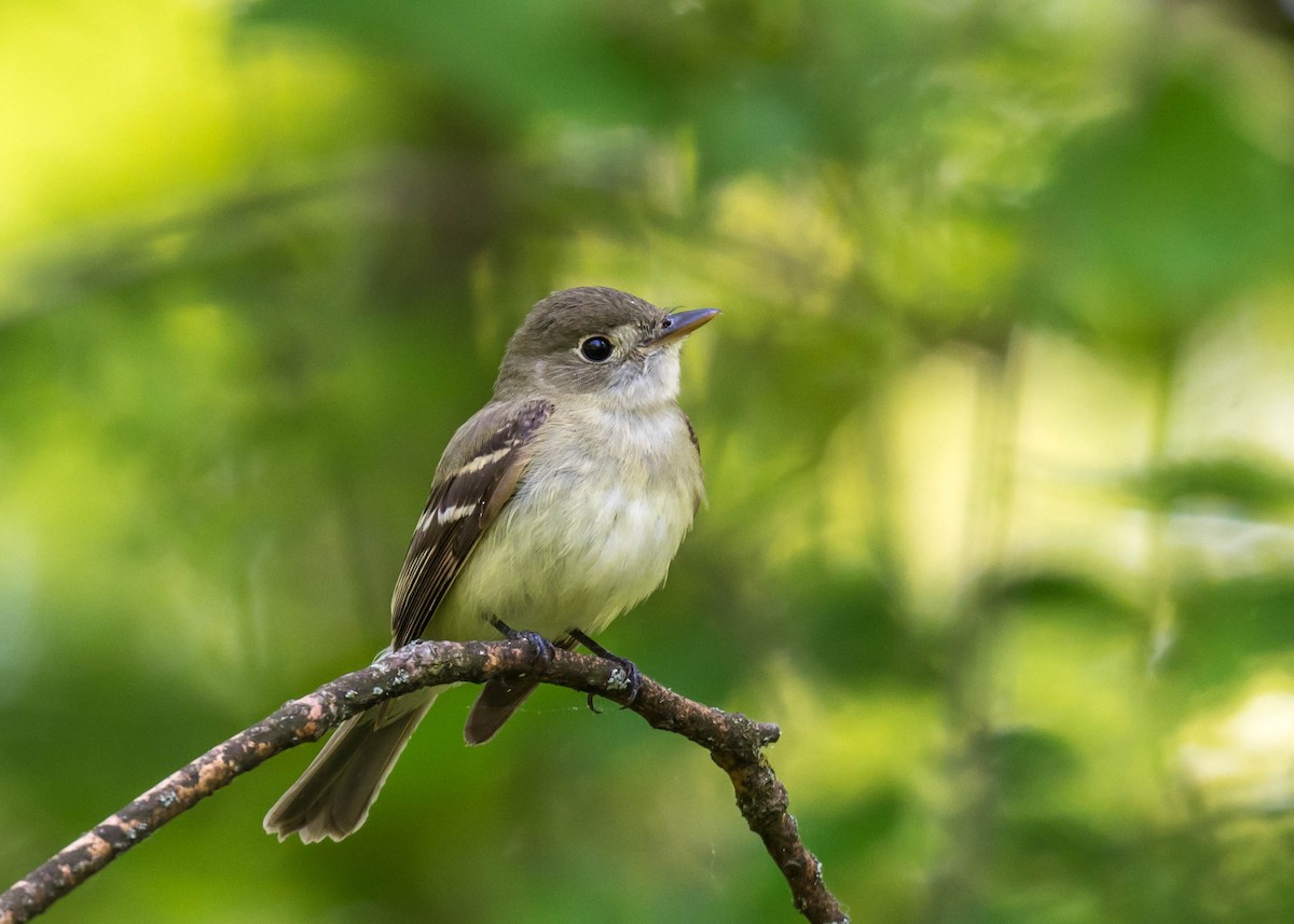 Acadian Flycatcher - Harrison Ponn