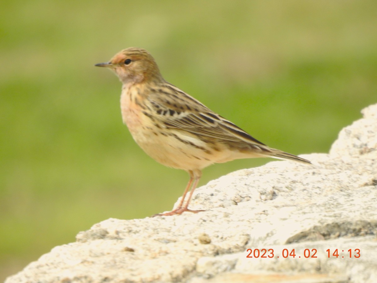 Red-throated Pipit - ML580264831