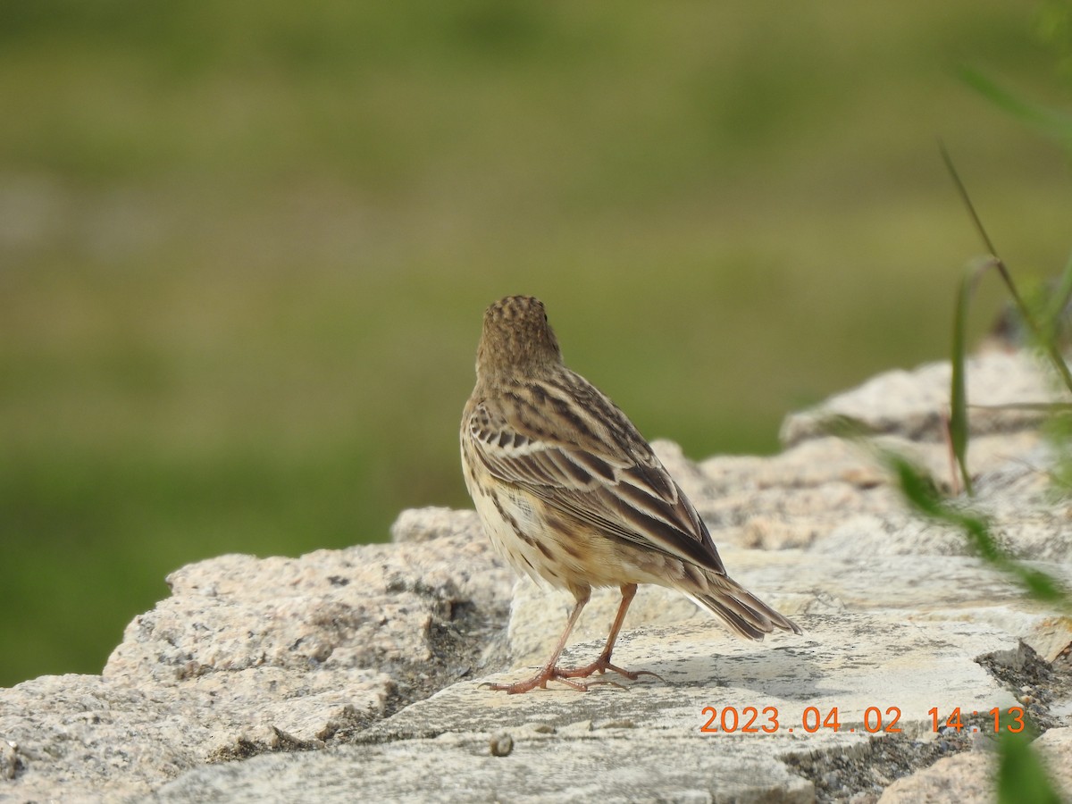 Red-throated Pipit - ML580264851