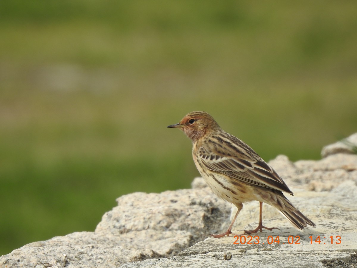 Red-throated Pipit - ML580264861