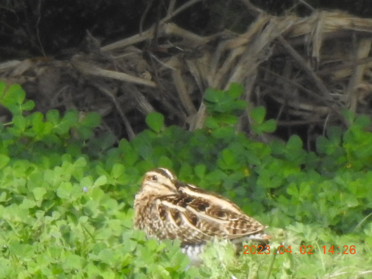 Swinhoe's Snipe - ML580264971