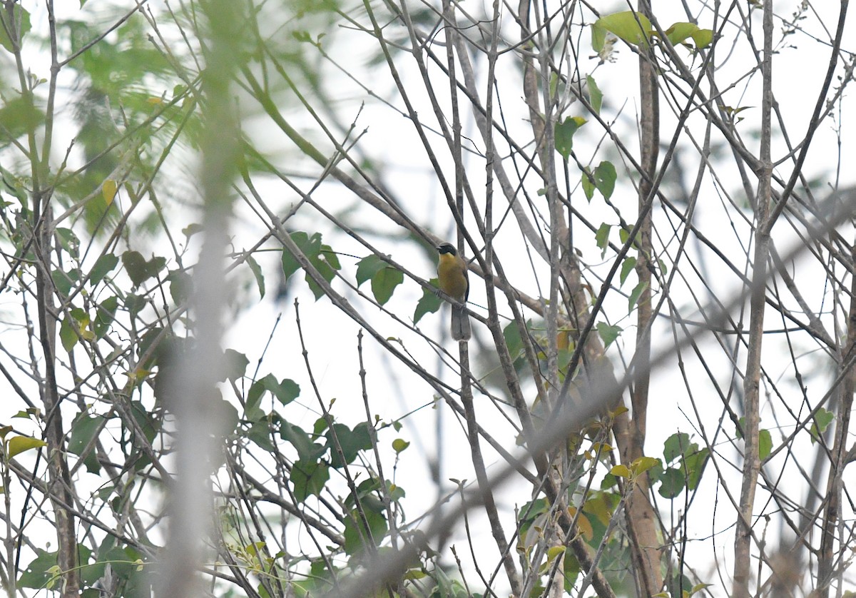 Yellow-throated Laughingthrush - ML580265251