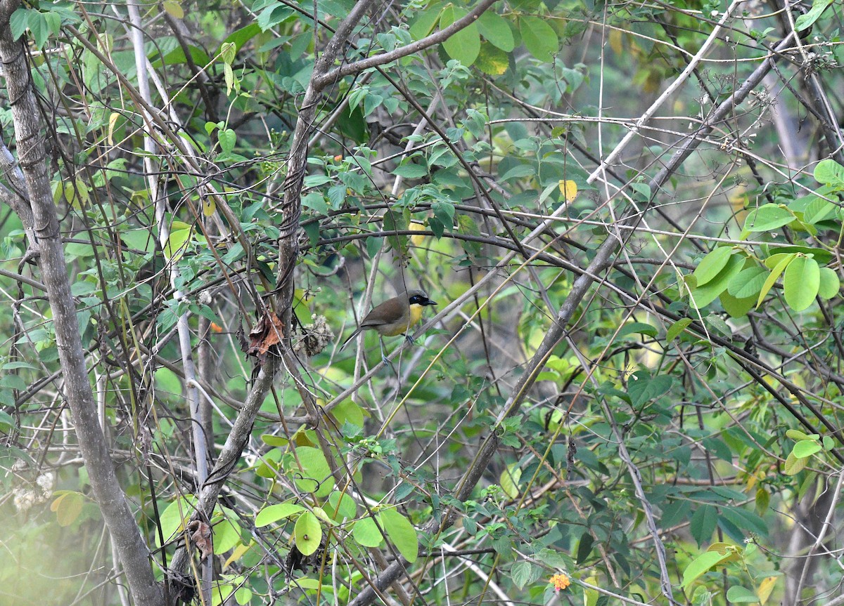 Yellow-throated Laughingthrush - ML580265261