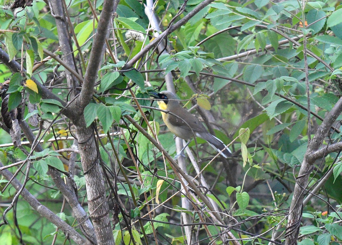 Yellow-throated Laughingthrush - ML580265271