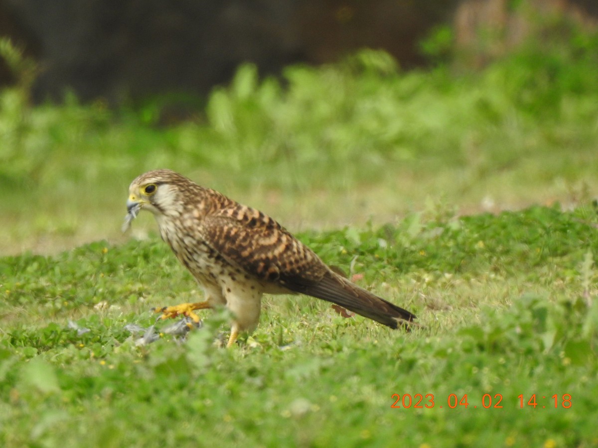 Eurasian Kestrel - ML580265371