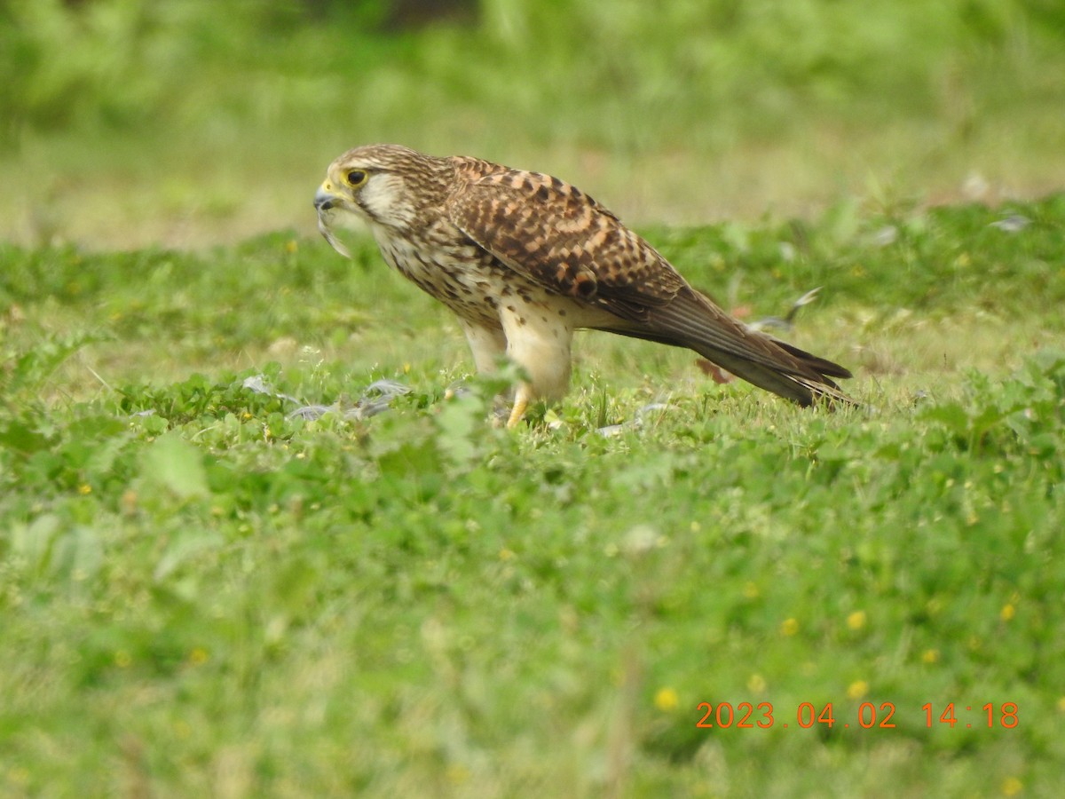 Eurasian Kestrel - ML580265381