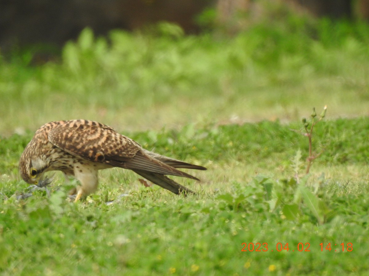 Eurasian Kestrel - ML580265391