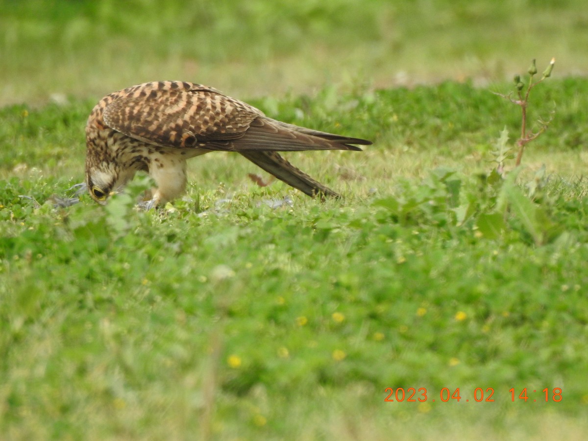 Eurasian Kestrel - ML580265401