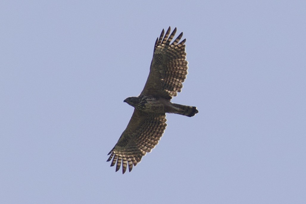 Changeable Hawk-Eagle - ML580265511