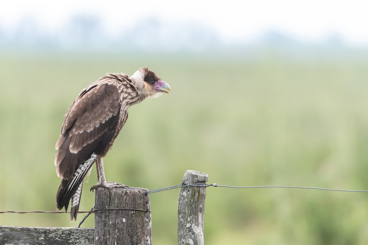 Crested Caracara (Southern) - ML580268291