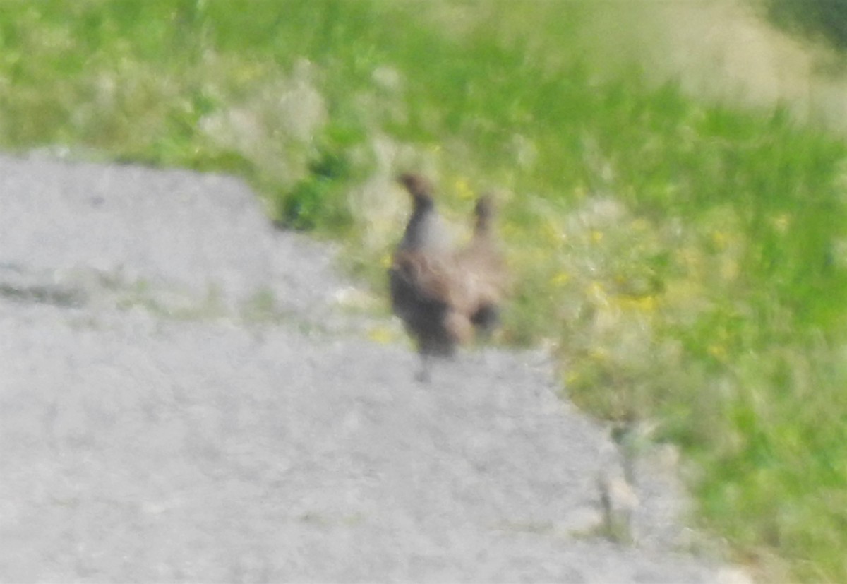 Gray Partridge - ML580268921