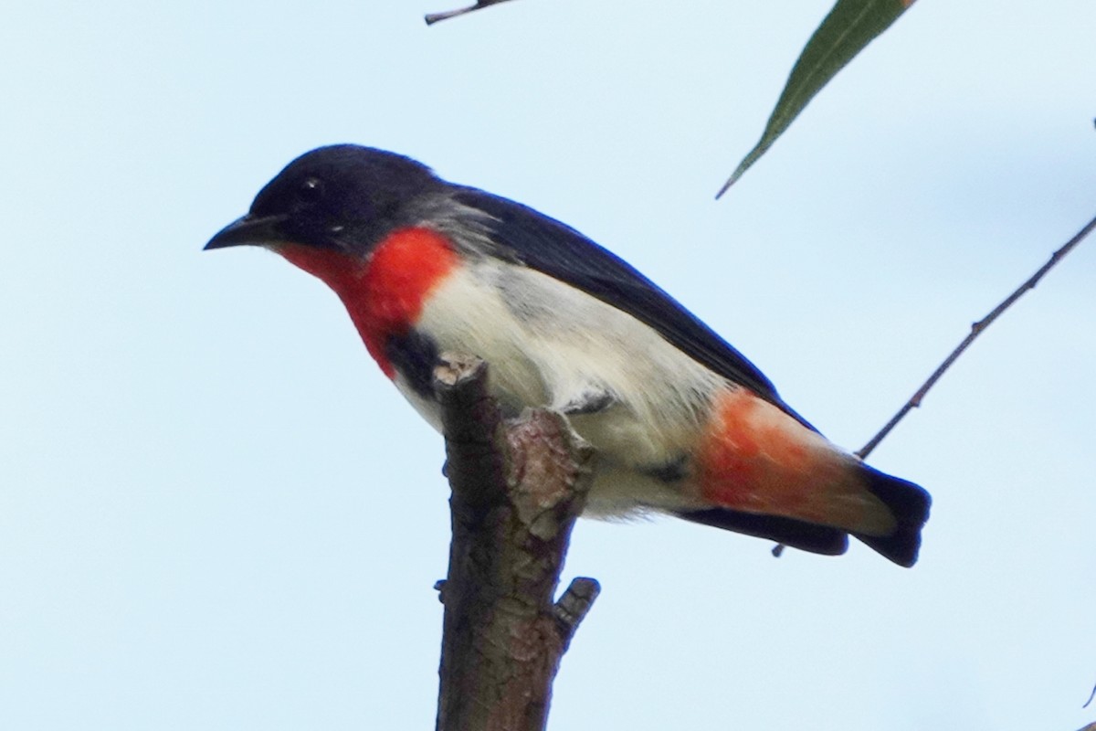 Mistletoebird - ML580269181