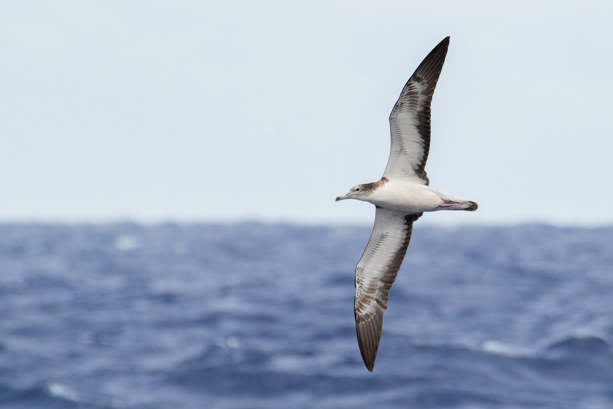 Streaked Shearwater - ML580269191