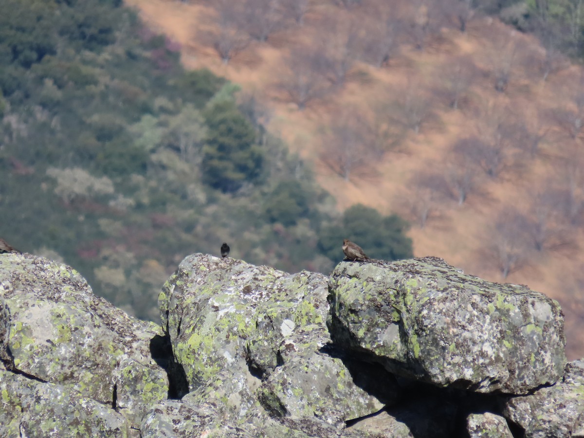 Ring Ouzel - ML580269411