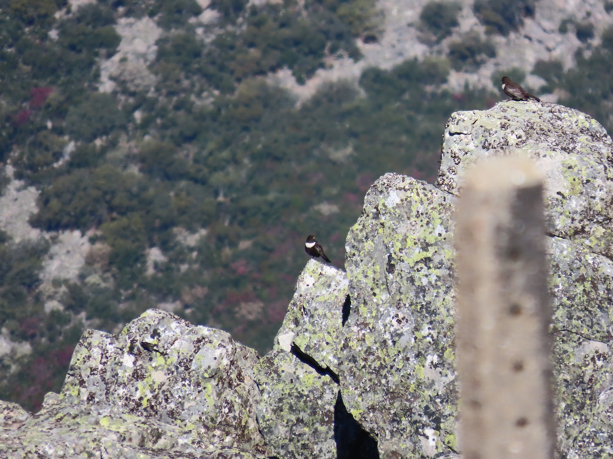 Ring Ouzel - ML580269431