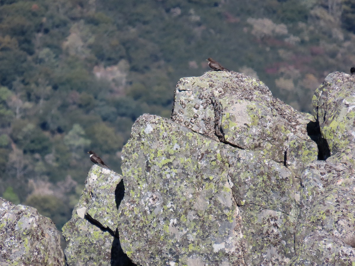 Ring Ouzel - ML580269511