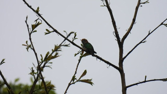 Asian Emerald Cuckoo - ML580269641