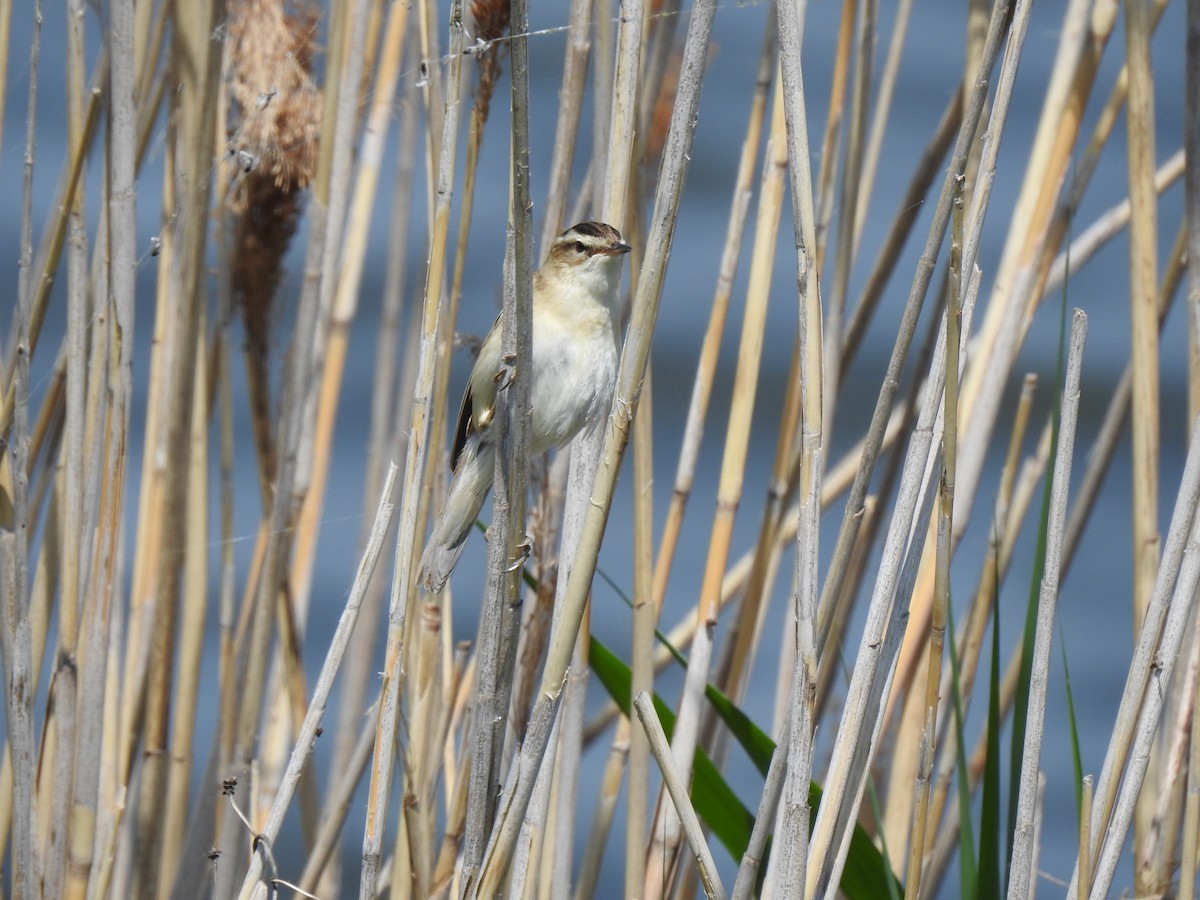 Sedge Warbler - ML580269931