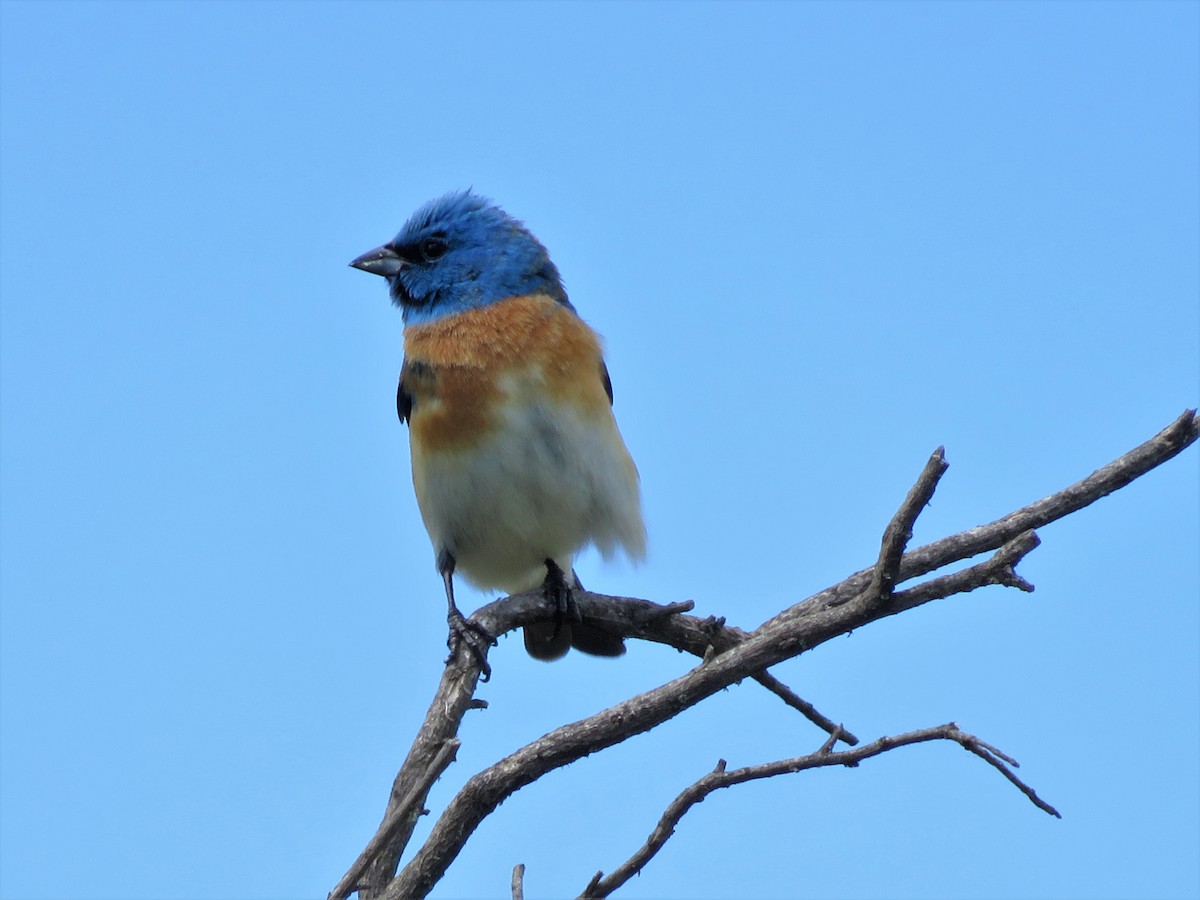 Lazuli Bunting - ML58027001