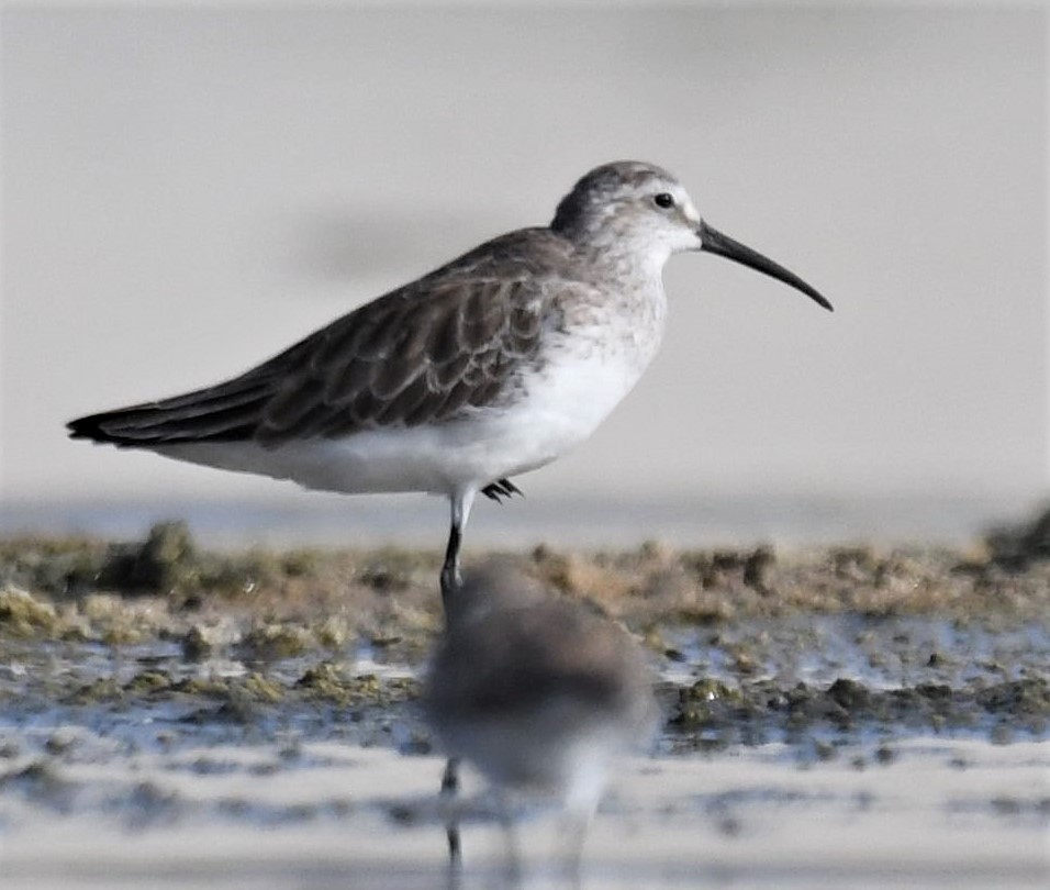 Curlew Sandpiper - Jörg Knocha